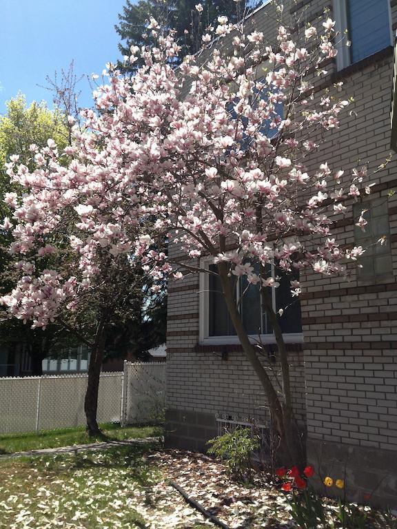 Magnolia Granby
