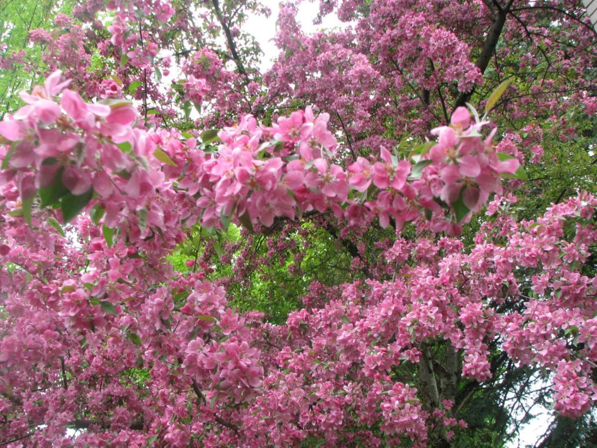 Magnolia 3*